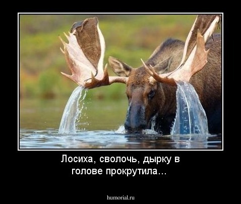 Лосиха, сволочь, дырку в голове прокрутила...