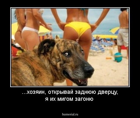 ...хозяин, открывай заднюю дверцу, я их мигом загоню 