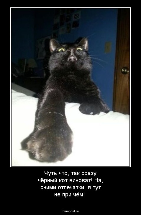 Чуть что, так сразу чёрный кот виноват! На, сними отпечатки, я тут не при чём!