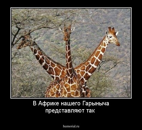 В Африке нашего Гарыныча представляют так