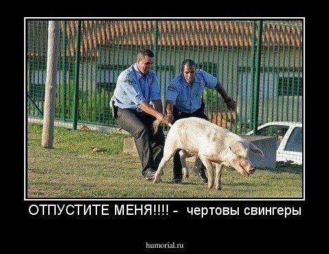 ОТПУСТИТЕ МЕНЯ!!!! -  чертовы свингеры