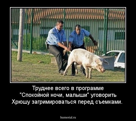 Труднее всего в программе "Спокойной ночи, малыши" уговорить Хрюшу загримироваться перед съемками.  