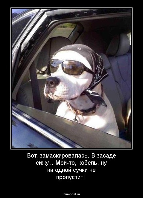 Вот, замаскировалась. В засаде сижу... Мой-то, кобель, ну ни одной сучки не пропустит!
