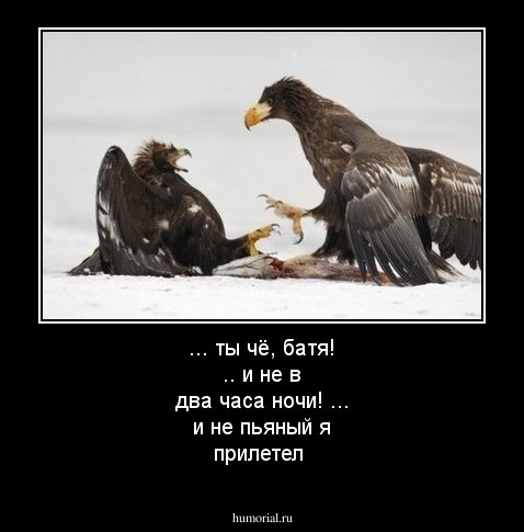 ... ты чё, батя! .. и не в два часа ночи! ... и не пьяный я прилетел 