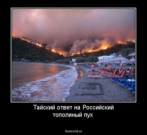 Тайский ответ на Российский тополиный пух