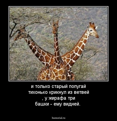 и только старый попугай тихонько крикнул из ветвей , у жирафа три башки - ему видней.