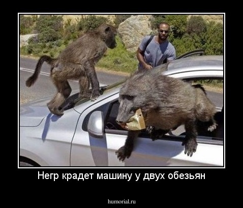Негр крадет машину у двух обезьян