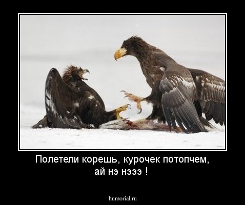 Полетели корешь, курочек потопчем, ай нэ нэээ !