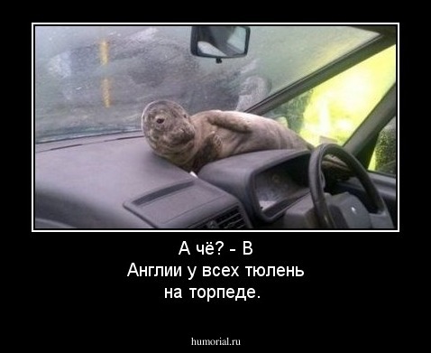 А чё? - В Англии у всех тюлень на торпеде. 