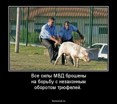 Все силы МВД брошены на борьбу с незаконным оборотом трюфелей. 
