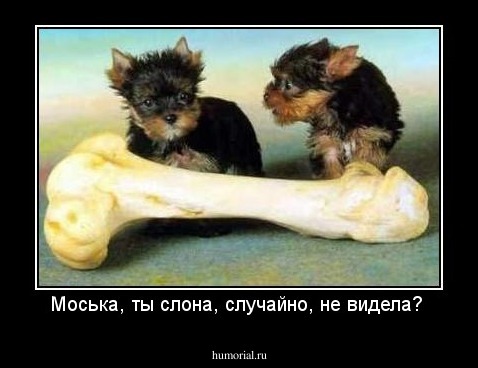 Моська, ты слона, случайно, не видела? 