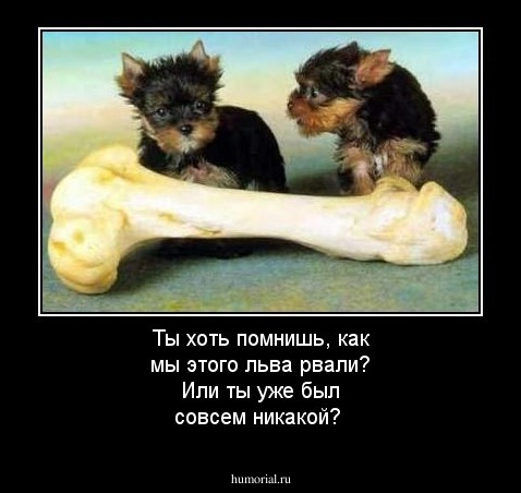 Ты хоть помнишь, как мы этого льва рвали? Или ты уже был совсем никакой?