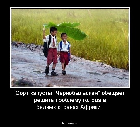 Сорт капусты "Чернобыльская" обещает решить проблему голода в бедных странах Африки.
