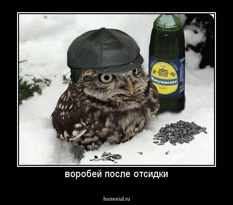 воробей после отсидки