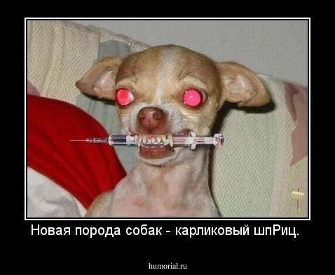 Новая порода собак - карликовый шпРиц. 