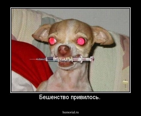 Бешенство привилось. 