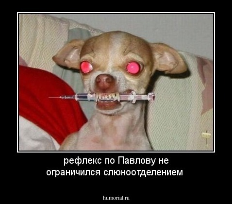 рефлекс по Павлову не ограничился слюноотделением