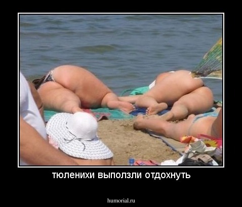 тюленихи выползли отдохнуть