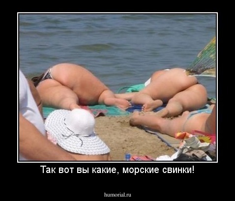 Так вот вы какие, морские свинки!