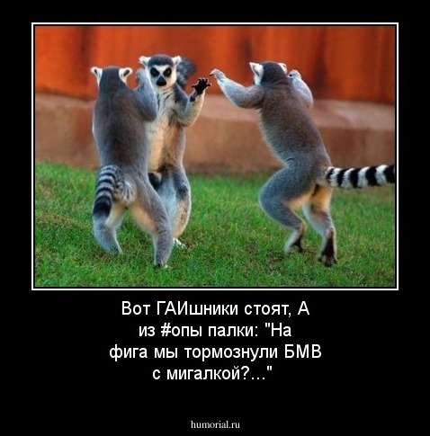 Вот ГАИшники стоят,
А из #опы палки:
"На фига мы тормознули
БМВ с мигалкой?..."
