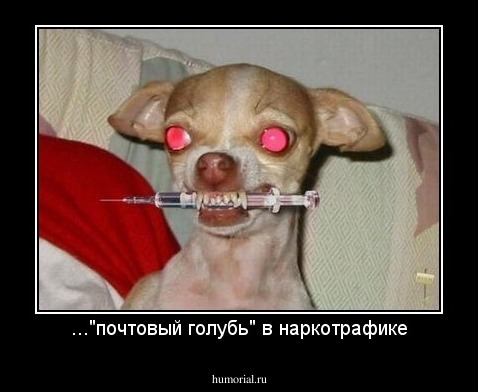 ..."почтовый голубь" в наркотрафике