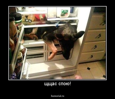 щщас спою!
