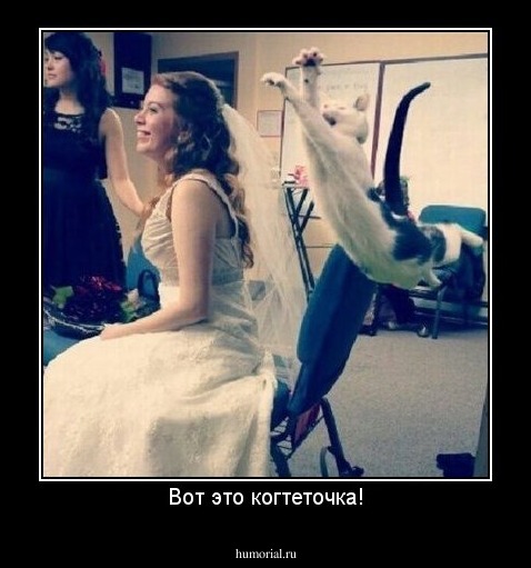 Вот это когтеточка!