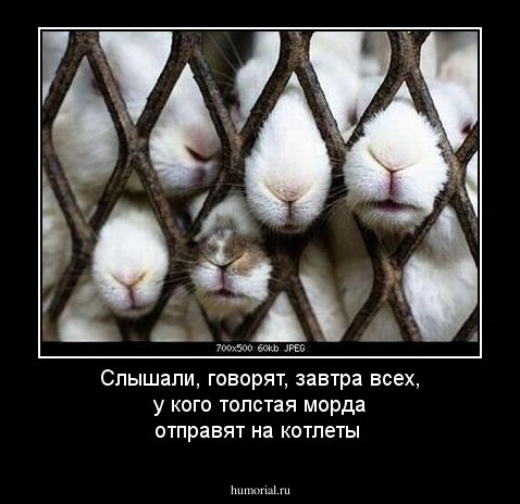 Слышали, говорят, завтра всех, у кого толстая морда отправят на котлеты
