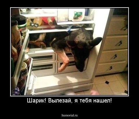 Шарик! Вылезай, я тебя нашел!