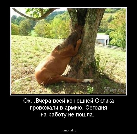 Ох...Вчера всей конюшней Орлика провожали в армию. Сегодня на работу не пошла.