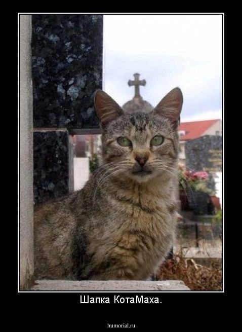 Шапка КотаМаха.
