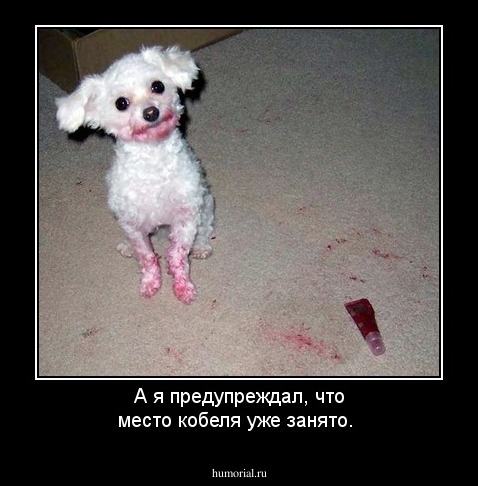 А я предупреждал, что место кобеля уже занято. 