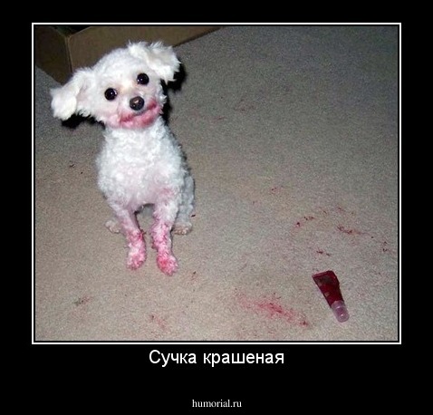 Сучка крашеная