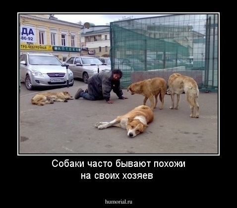 Собаки часто бывают похожи на своих хозяев