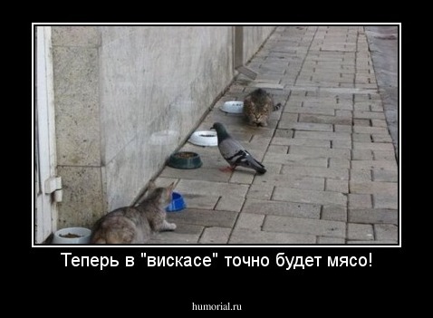 Теперь в "вискасе" точно будет мясо!