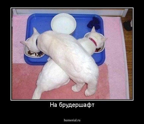 На брудершафт