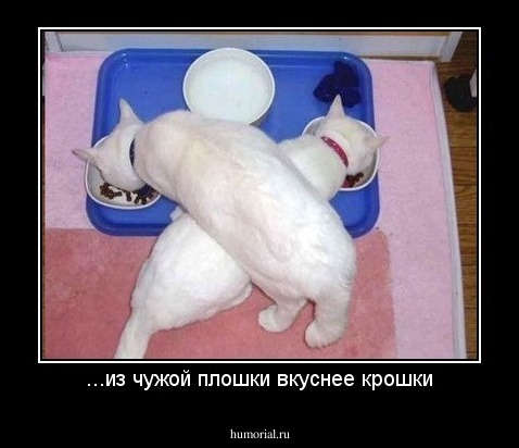 ...из чужой плошки вкуснее крошки