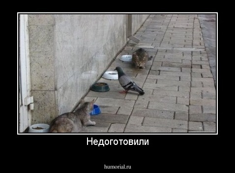 Недоготовили