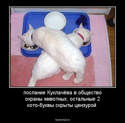послание Куклачёва в общество охраны животных, остальные 2 кото-буквы скрыты цензурой