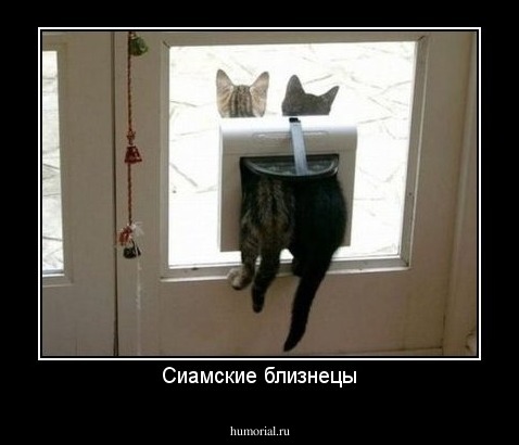 Сиамские близнецы