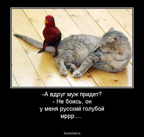 -А вдруг муж придет? - Не боись, он у меня русский голубой мррр....