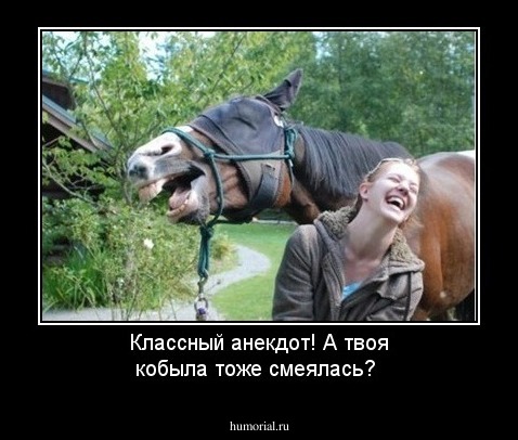 Классный анекдот! А твоя кобыла тоже смеялась?