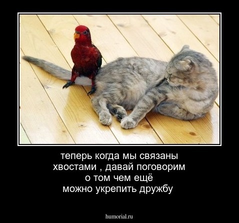 теперь когда мы связаны хвостами , давай
поговорим о том чем ещё можно укрепить  дружбу