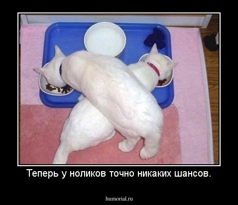 Теперь у ноликов точно никаких шансов.