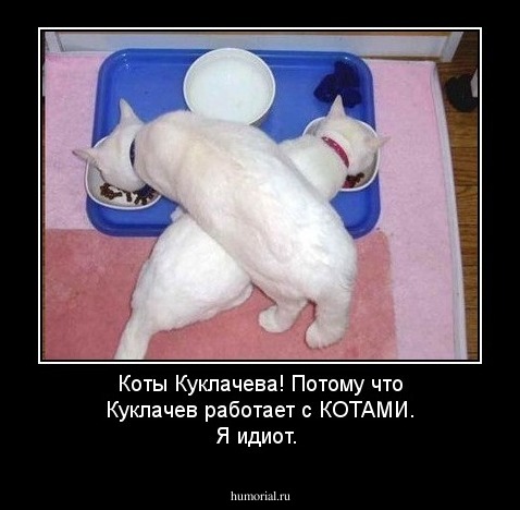 Коты Куклачева! Потому что Куклачев работает с  КОТАМИ. Я идиот.
