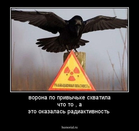 ворона по привычьке схватила что то , а это оказалась радиактивность