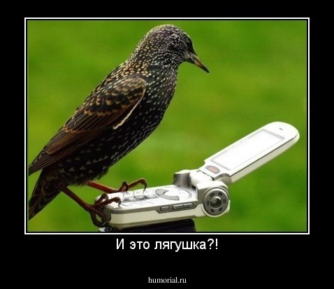 И это лягушка?!