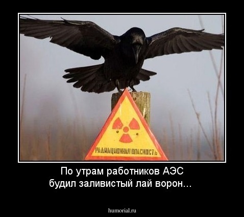 По утрам работников АЭС будил заливистый лай ворон...
