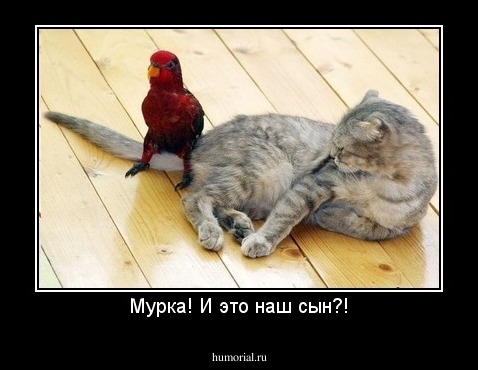 Мурка! И это наш сын?!