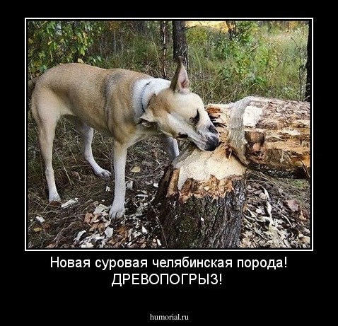 Новая суровая челябинская порода! ДРЕВОПОГРЫЗ!